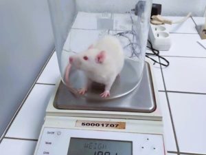 wistar albino rats experiment