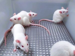 Wistar albino rats experiment
